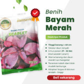 Scarlet 100gr | Bayam merah - PT. Indoseed Agri Makmur