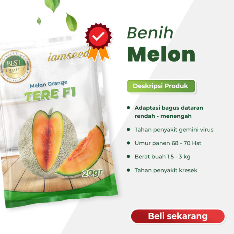Tere F1 20gr | Melon orange type net tipis - PT. Indoseed Agri Makmur