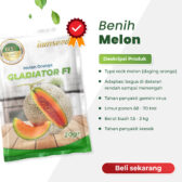 Gladiator F1 20gr | Melon orange type glamour - PT. Indoseed Agri Makmur