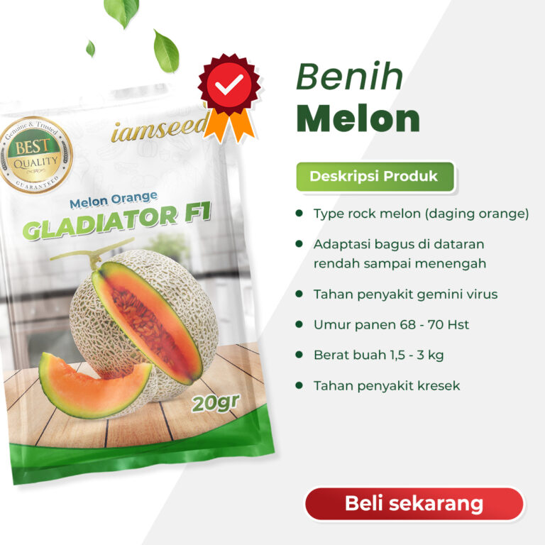 Gladiator F1 20gr | Melon orange type glamour - PT. Indoseed Agri Makmur