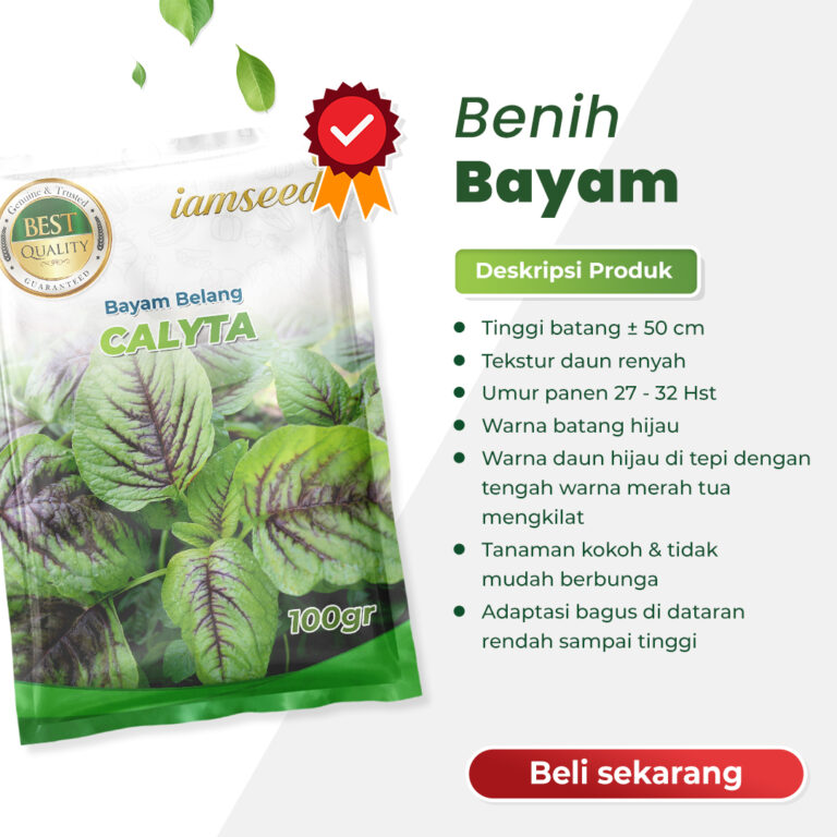 Calyta 100gr | Bayam hijau tengah merah - PT. Indoseed Agri Makmur