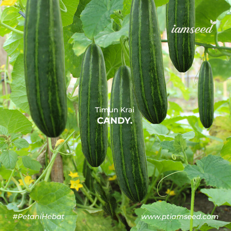 Candy 10gr | Timun krai - PT. Indoseed Agri Makmur