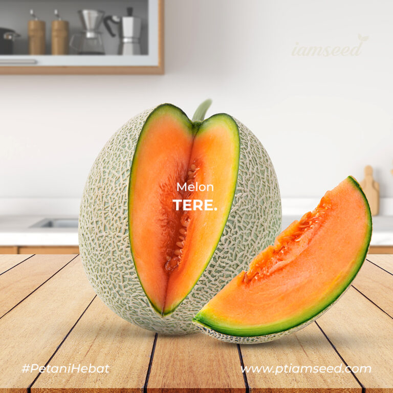 Tere F1 20gr | Melon orange type net tipis - PT. Indoseed Agri Makmur