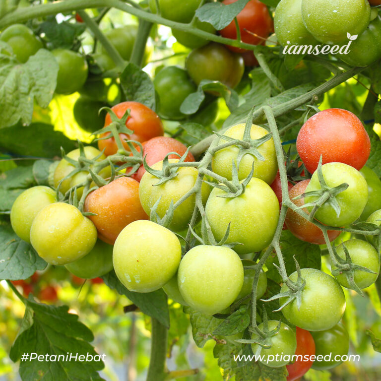 Melisa F1 5gr | Tomat - PT. Indoseed Agri Makmur