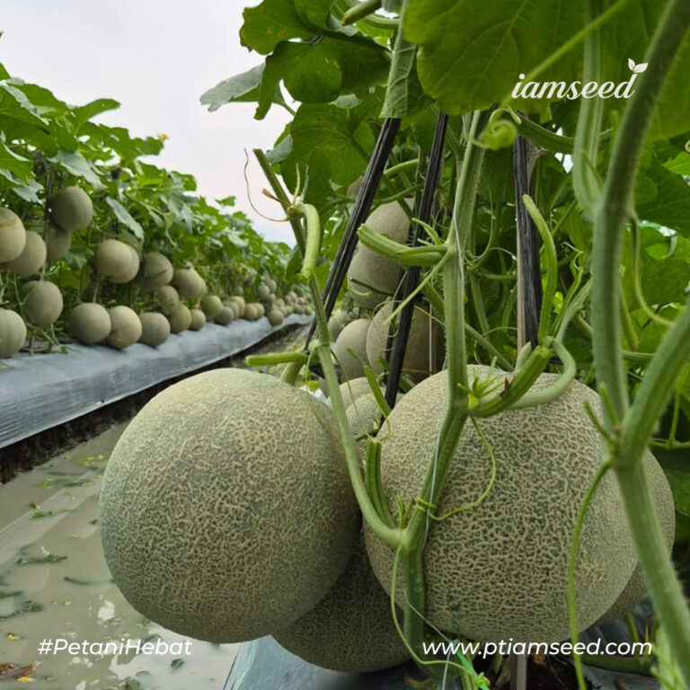 Tere F1 20gr | Melon orange type net tipis - PT. Indoseed Agri Makmur