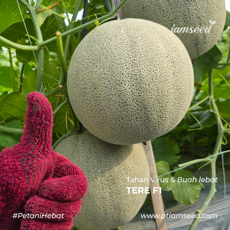 Tere F1 20gr | Melon orange type net tipis - PT. Indoseed Agri Makmur