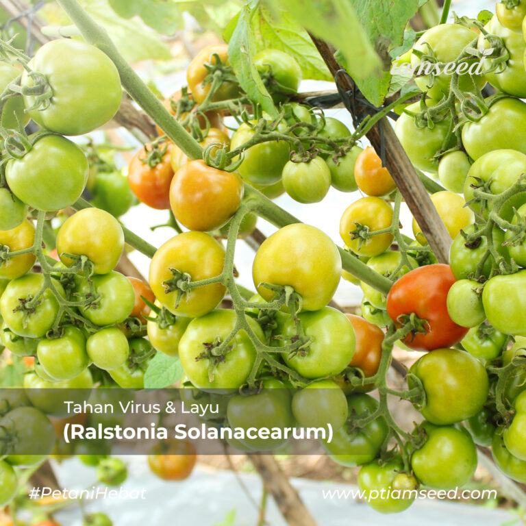Melisa F1 5gr | Tomat - PT. Indoseed Agri Makmur