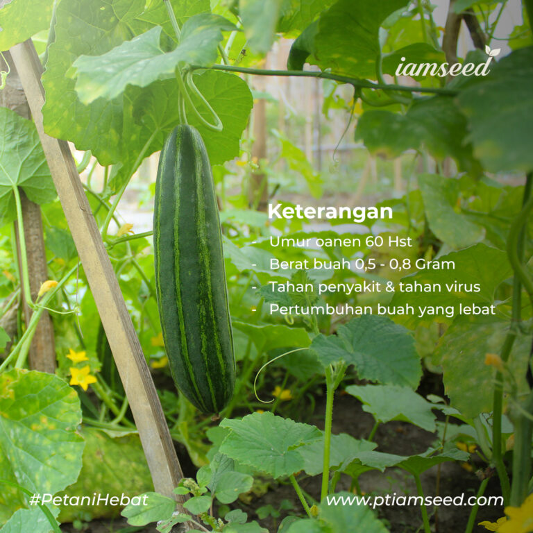 Candy 10gr | Timun krai - PT. Indoseed Agri Makmur