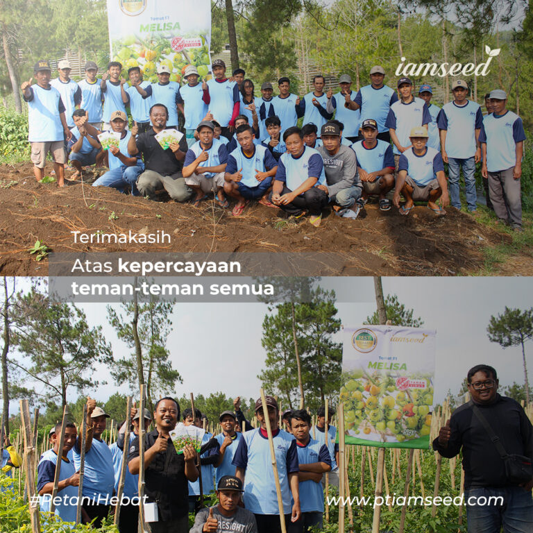 Melisa F1 5gr | Tomat - PT. Indoseed Agri Makmur