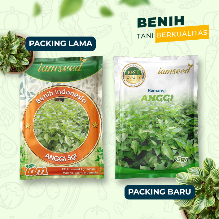 Anggi 5gr | Kemangi - PT. Indoseed Agri Makmur
