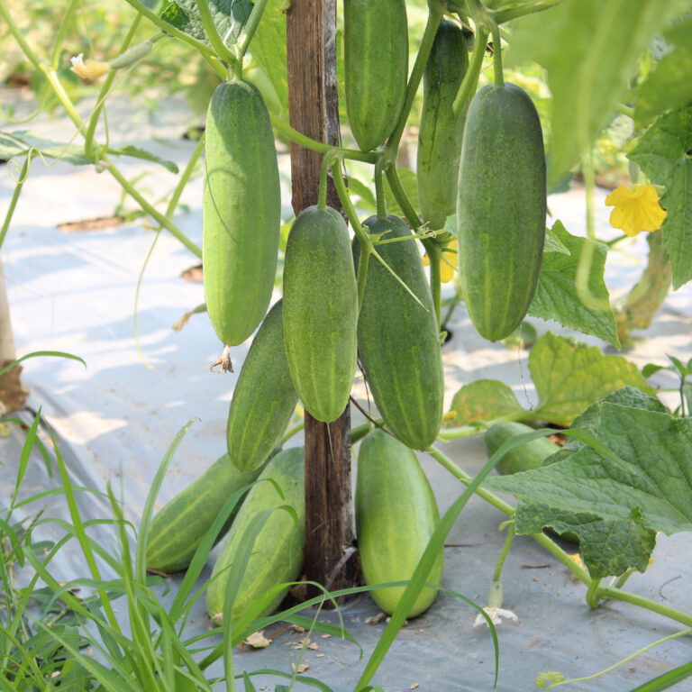 Babycu F1 20gr | Timun baby - PT. Indoseed Agri Makmur