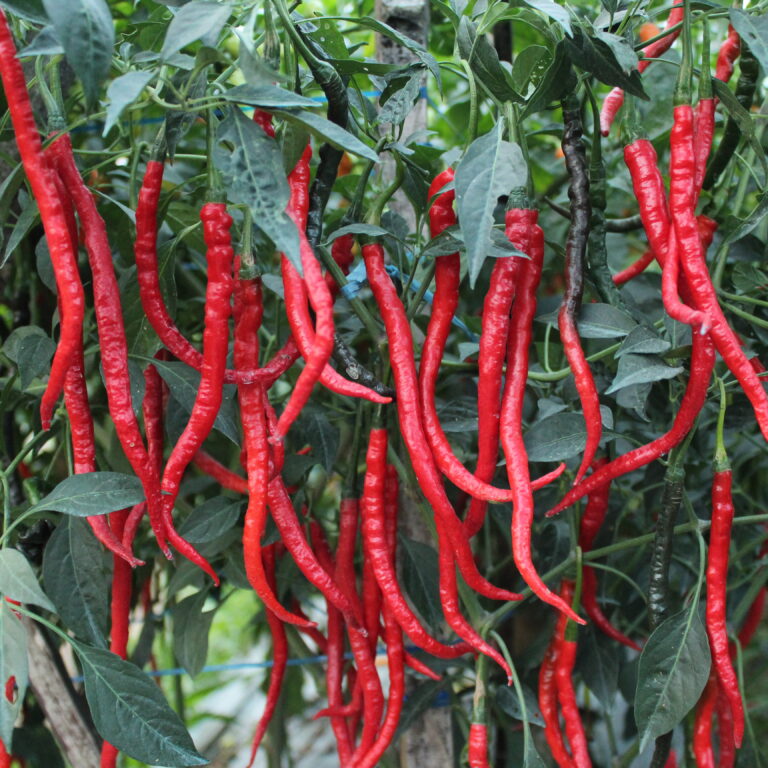 Kristal 99 F1 10gr | Cabai keriting - PT. Indoseed Agri Makmur