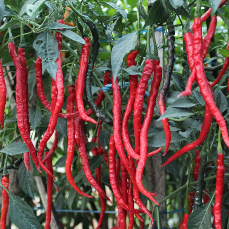 Kristal 99 F1 10gr | Cabai keriting - PT. Indoseed Agri Makmur