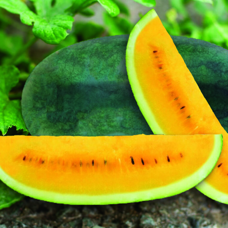 Neyla F1 10gr | Semangka berbiji daging kuning - PT. Indoseed Agri Makmur