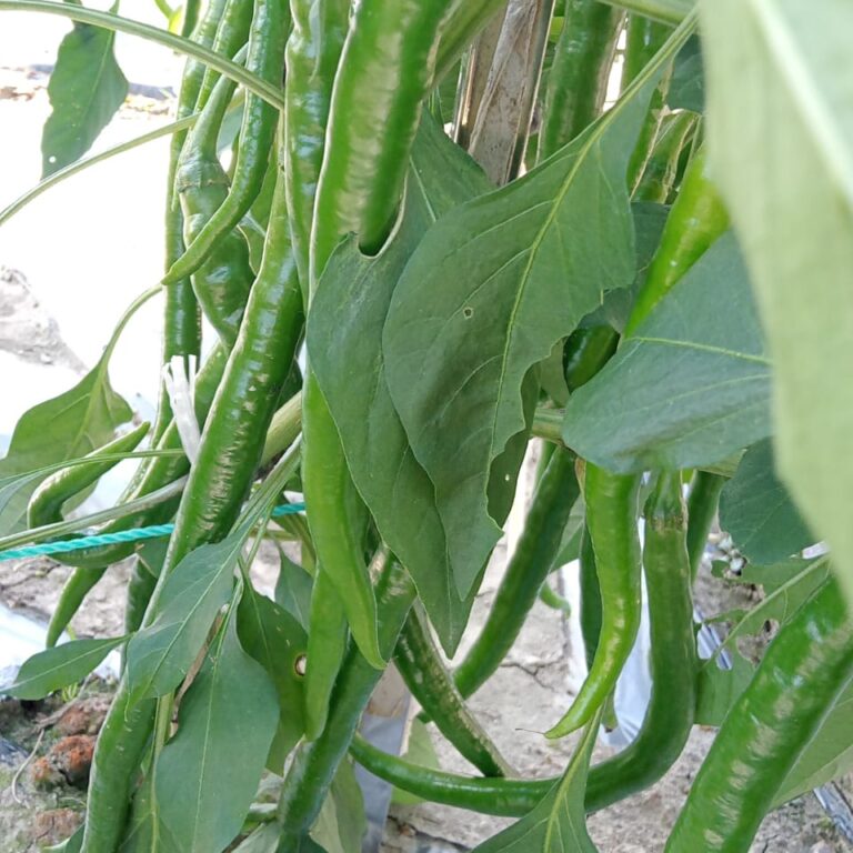 Maestro F1 10gr | Cabai besar - PT. Indoseed Agri Makmur
