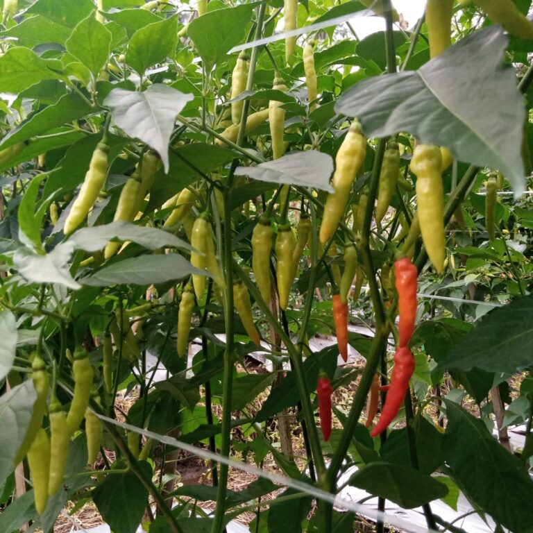 Nisa 10gr | Cabai rawit frutescens - PT. Indoseed Agri Makmur