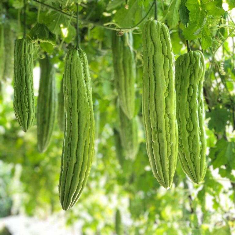 Sherly F1 10gr | Paria maya panjang - PT. Indoseed Agri Makmur