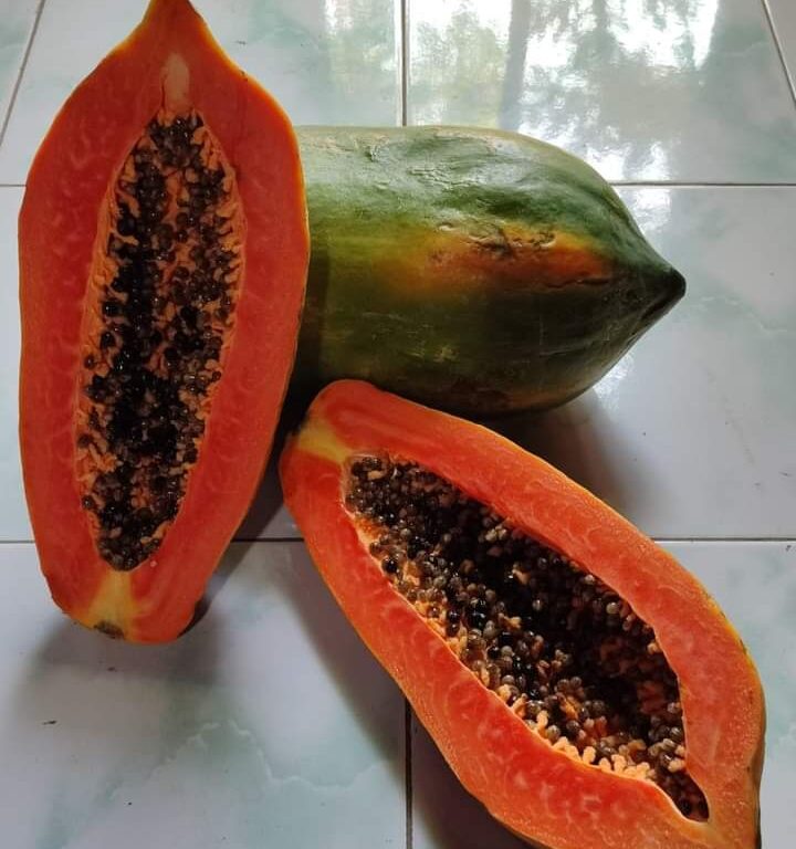 Poppy 100biji | Pepaya thailand - PT. Indoseed Agri Makmur