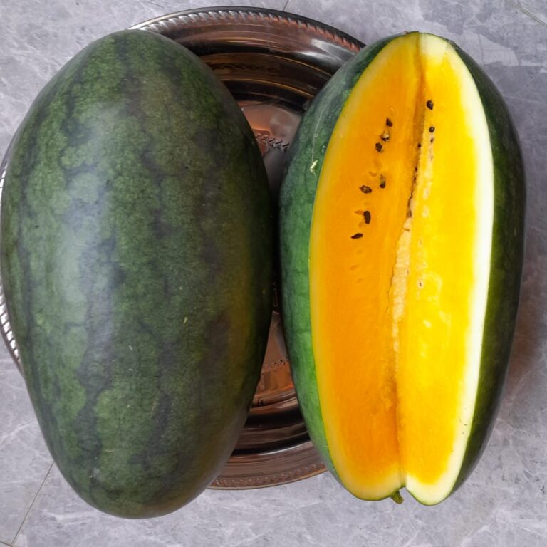 Neyla F1 10gr | Semangka berbiji daging kuning - PT. Indoseed Agri Makmur