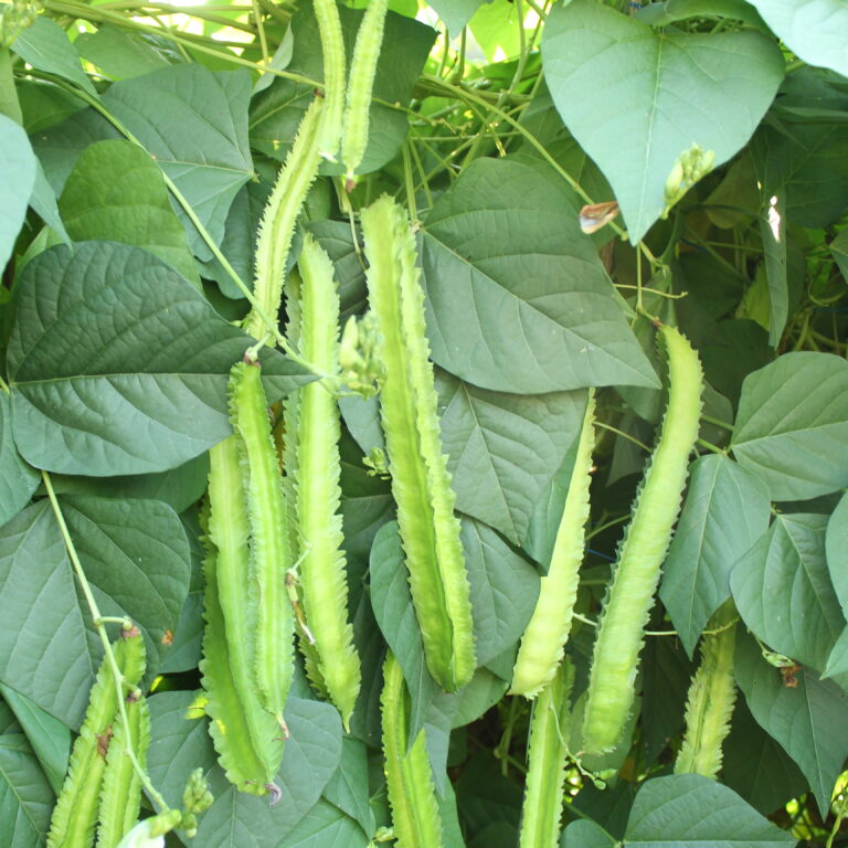 Bintang 10gr | Kecipir - PT. Indoseed Agri Makmur