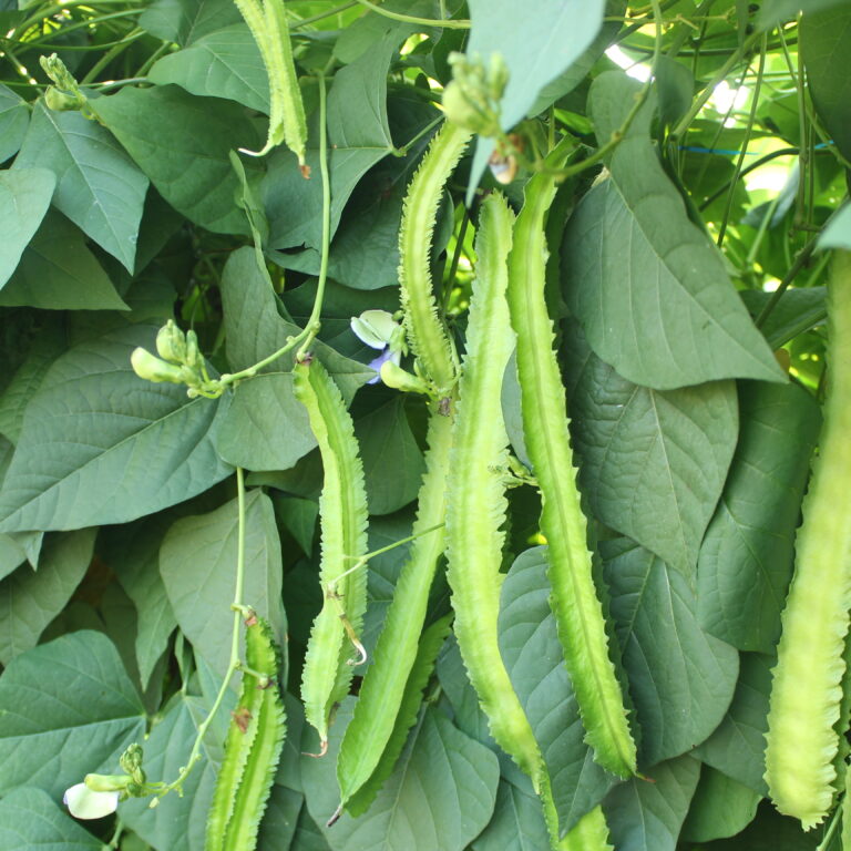 Bintang 10gr | Kecipir - PT. Indoseed Agri Makmur