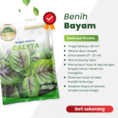 Calyta 500gr | Bayam hijau tengah merah - PT. Indoseed Agri Makmur
