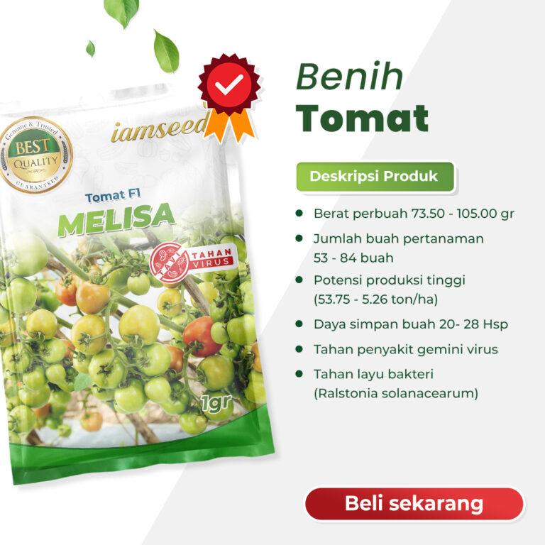 Melisa F1 1gr | Tomat - PT. Indoseed Agri Makmur