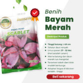 Scarlet 500gr | Bayam merah - PT. Indoseed Agri Makmur