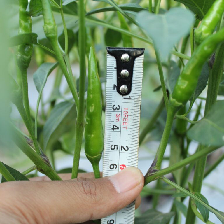 Nobita F1 10gr | Cabai rawit hijau - PT. Indoseed Agri Makmur