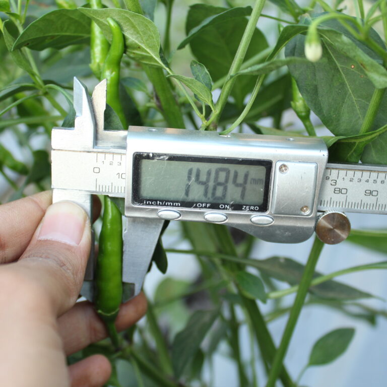 Nobita F1 10gr | Cabai rawit hijau - PT. Indoseed Agri Makmur