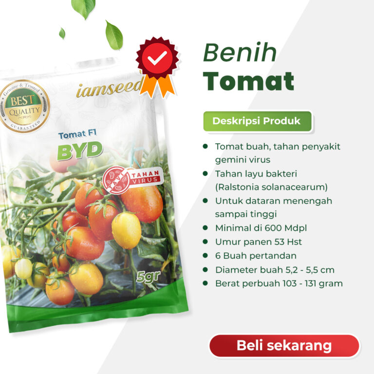 Byd F1 5gr | Tomat buah - PT. Indoseed Agri Makmur