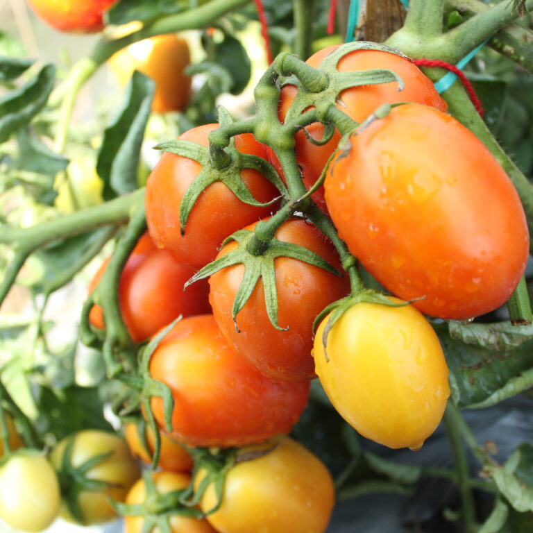 Byd F1 5gr | Tomat buah - PT. Indoseed Agri Makmur