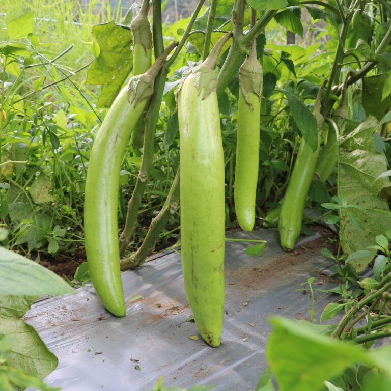 BULK 1kg – terong hijau panjang F1 (EPH 01) - PT. Indoseed Agri Makmur
