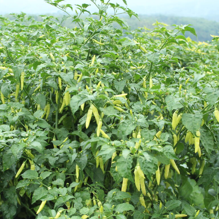 BULK 1kg – cabai OP (HP 22) - PT. Indoseed Agri Makmur