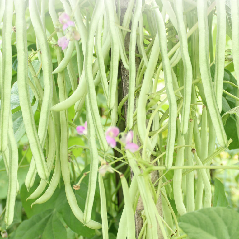 BULK 1kg – buncis OP (BC 01) - PT. Indoseed Agri Makmur