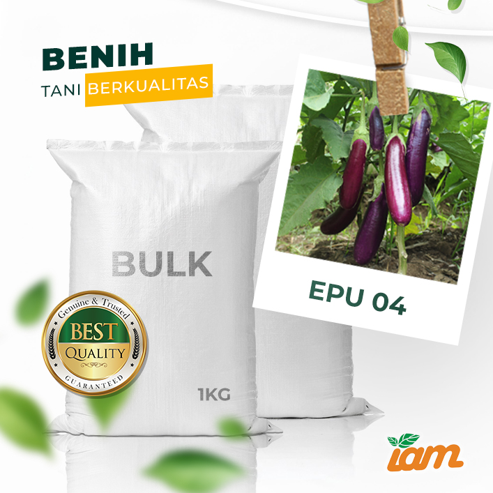 BULK 1kg – terong F1 (EPU 04) - PT. Indoseed Agri Makmur