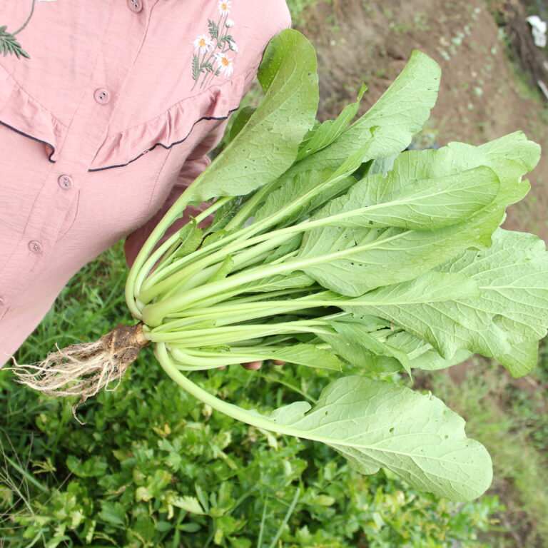 BULK 1kg – sawi mie OP (SW 01) - PT. Indoseed Agri Makmur