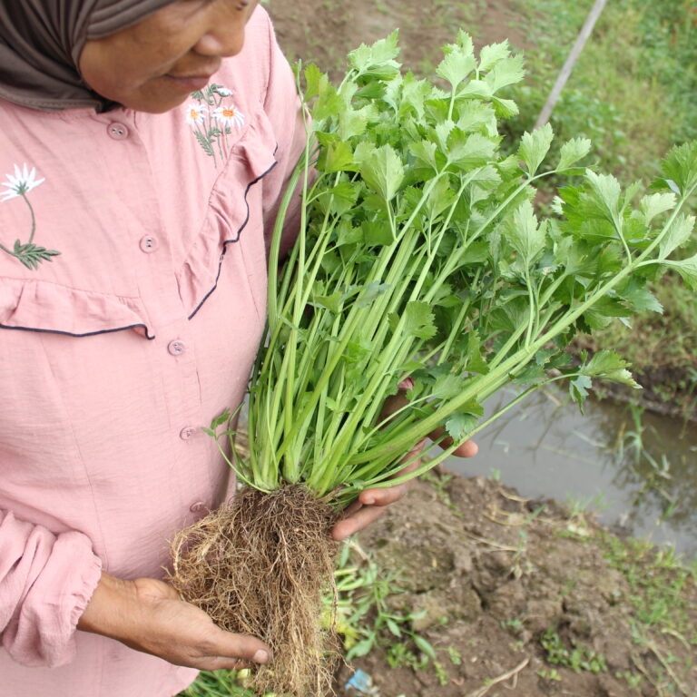 BULK 1kg – seledri F1 (SLDR 02) - PT. Indoseed Agri Makmur