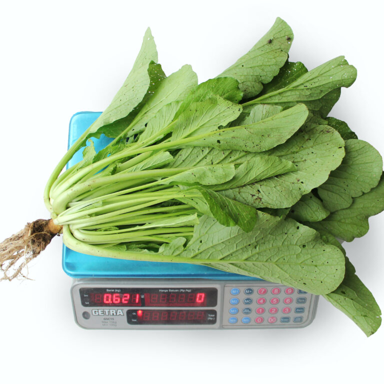 BULK 1kg – sawi mie OP (SW 01) - PT. Indoseed Agri Makmur