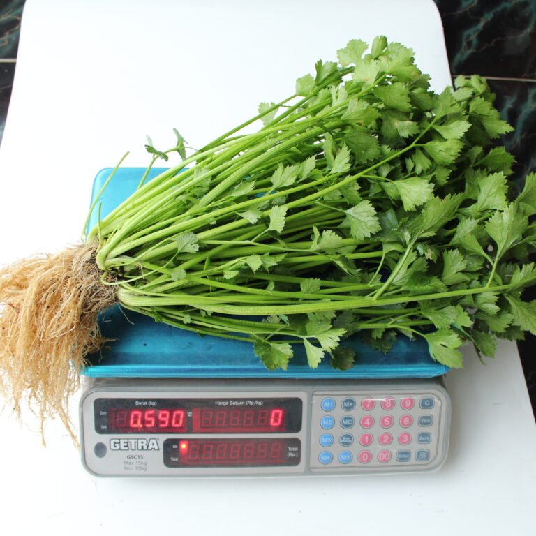 BULK 1kg – seledri F1 (SLDR 02) - PT. Indoseed Agri Makmur