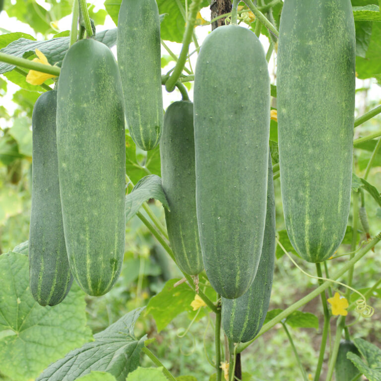 BULK 1kg – timun F1 (FCUSM 3) - PT. Indoseed Agri Makmur