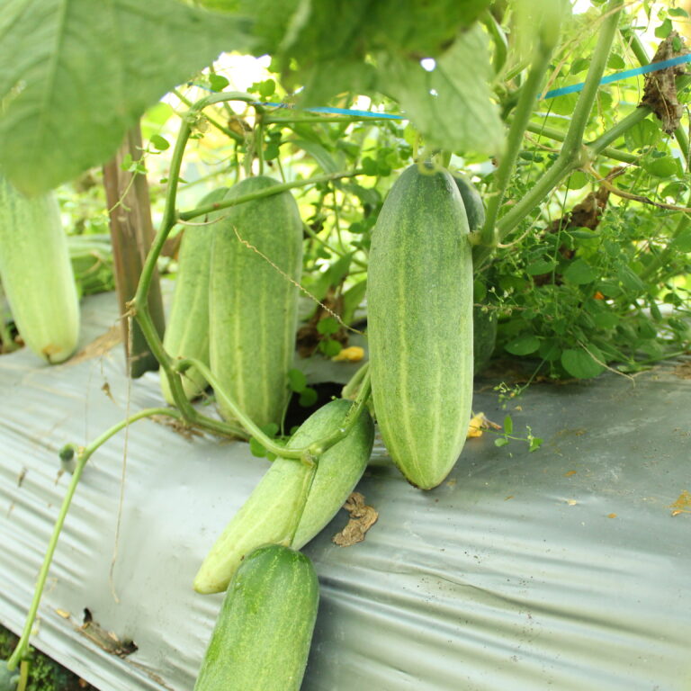 BULK 1kg – timun F1 (FCU 01 BABYCU) - PT. Indoseed Agri Makmur