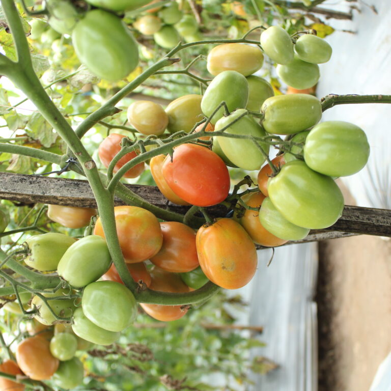 Nishida F1 10gr | Tomat - PT. Indoseed Agri Makmur