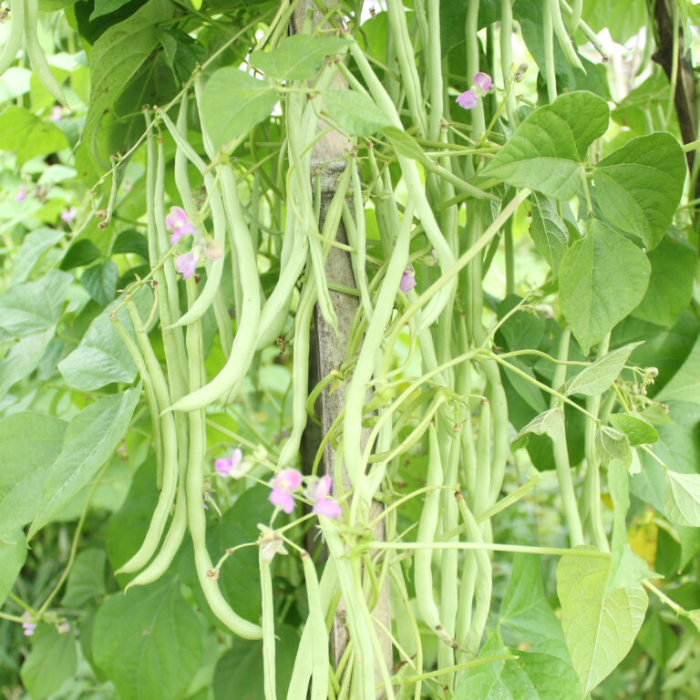BULK 1kg – buncis OP (BC 01) - PT. Indoseed Agri Makmur