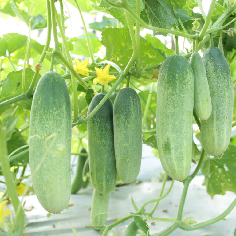 BULK 1kg – timun F1 (FCU 02) - PT. Indoseed Agri Makmur