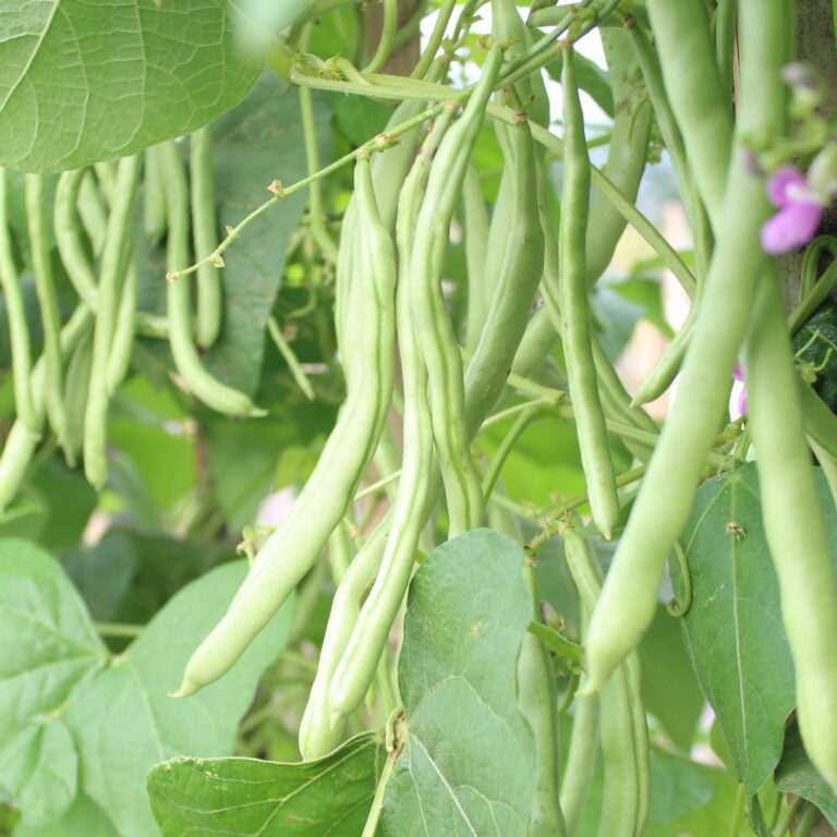 BULK 1kg – buncis OP (FBC 06) - PT. Indoseed Agri Makmur