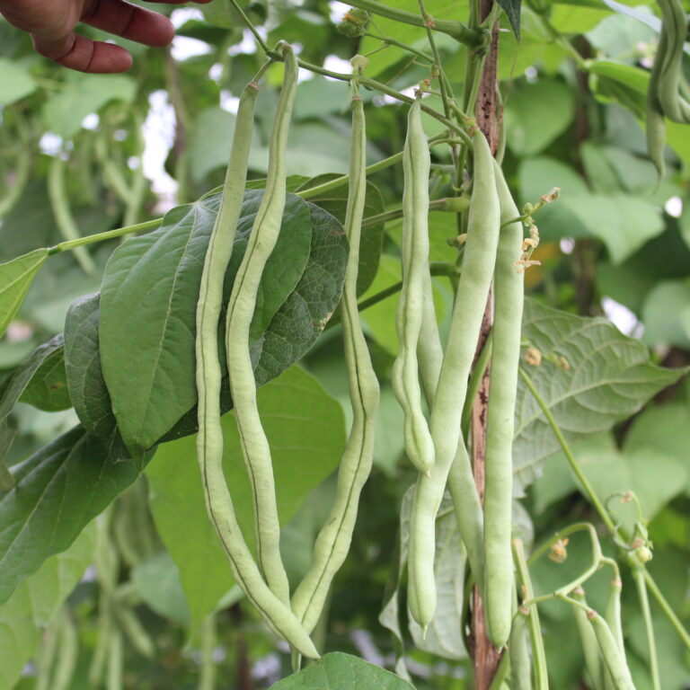 BULK 1kg – buncis OP (FBC 05) - PT. Indoseed Agri Makmur