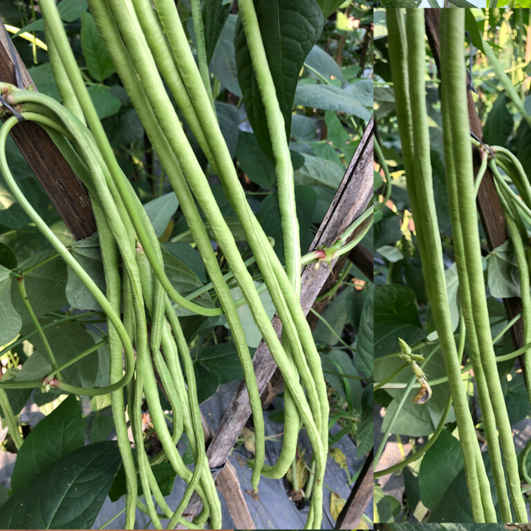 BULK 1kg – kacang panjang OP (KP 02) - PT. Indoseed Agri Makmur