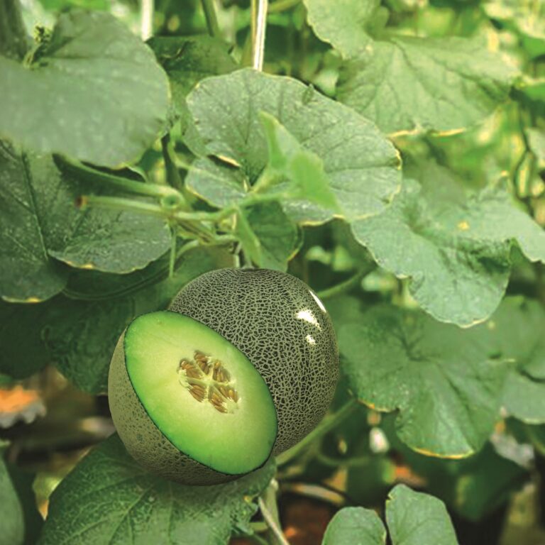 BULK 1kg – melon F1 (ME 55) - PT. Indoseed Agri Makmur