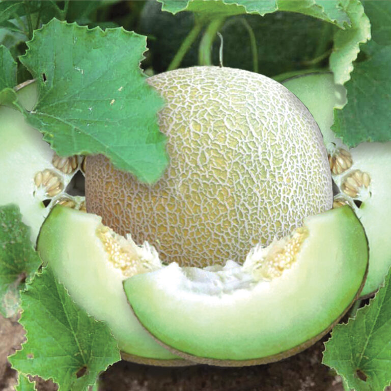 BULK 1kg – melon F1 (ME MRY 90) - PT. Indoseed Agri Makmur